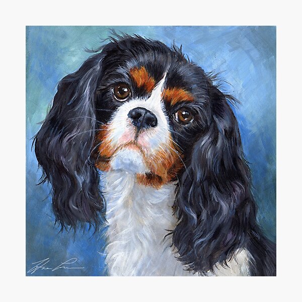 Cavalier King Charles Spaniel Photographic Print