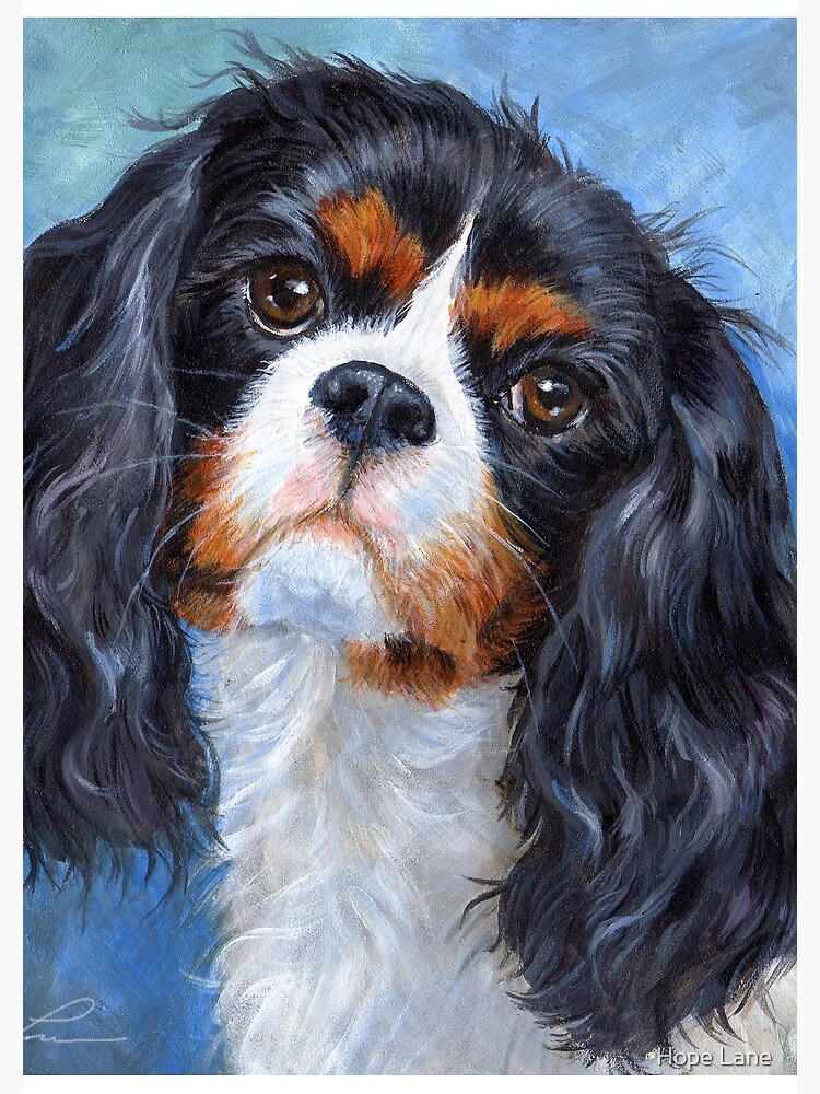 Cavalier King Charles Spaniel Chiffon Cover Up - Tri Cavalier King Charles Spaniel Chiffon Cover Up - Tri