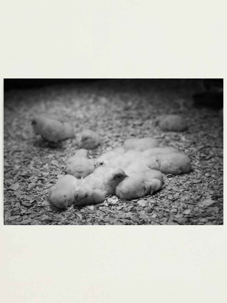 Alternate view of Chicken Incubator at MSI Photographic Print