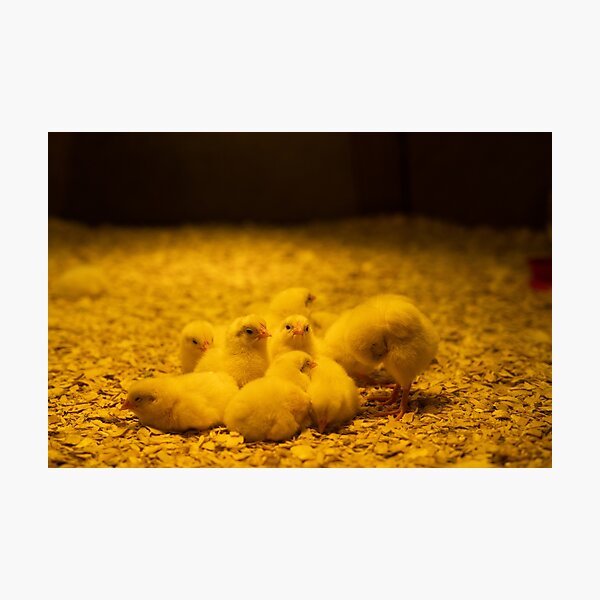 Chicken Incubator at MSI Photographic Print