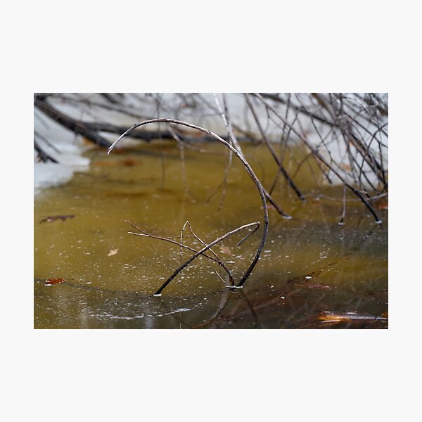 Intimacy in Wildlife Photographic Print