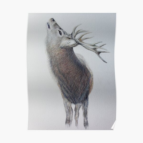 Majestic Highland Stag Poster