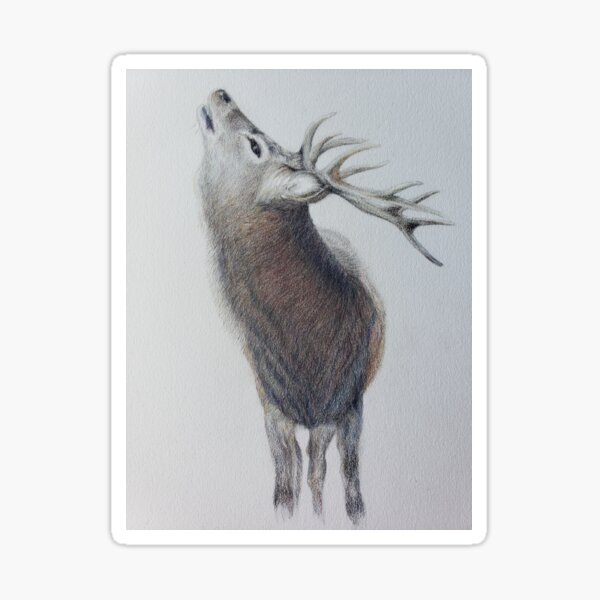 Majestic Highland Stag Sticker