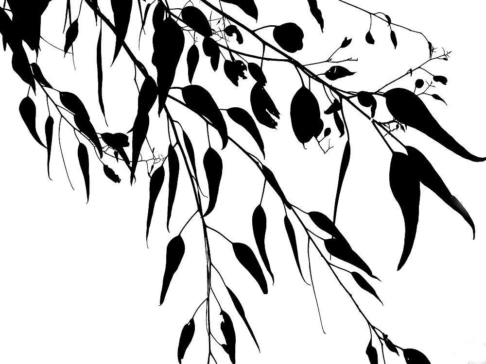 "Gum leaves" by Elizabeth McPhee Redbubble