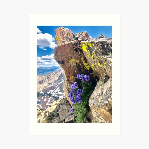 Wildflowers in Colorado Art Print
