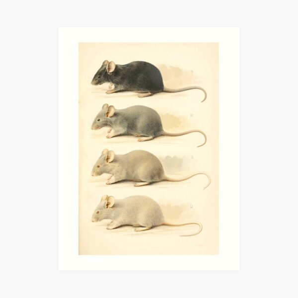 Vintage Mouse Scientific Illustration Art Print