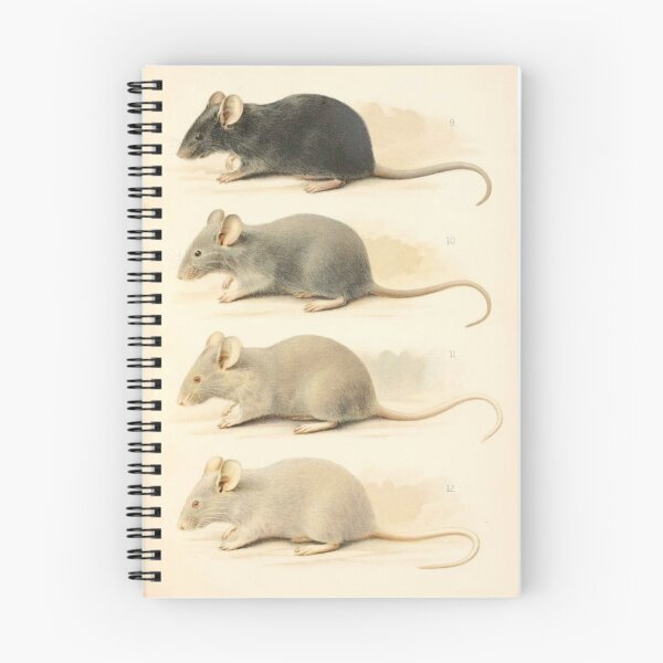 Item preview, Vintage Mouse Scientific Illustration designed and sold by BlueSpecsStudio.