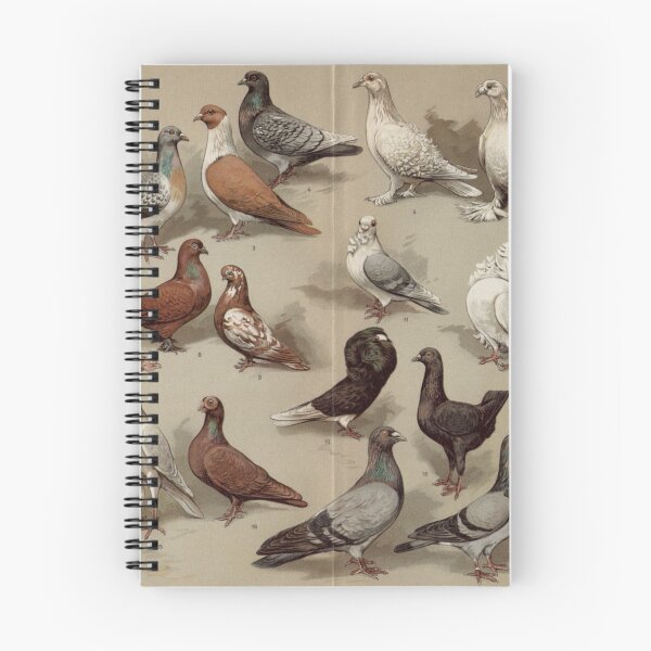 Item preview, Pigeon Breeds Chart designed and sold by BlueSpecsStudio.