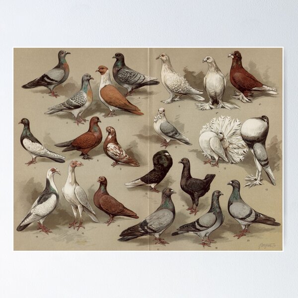 Item preview, Pigeon Breeds Chart designed and sold by BlueSpecsStudio.