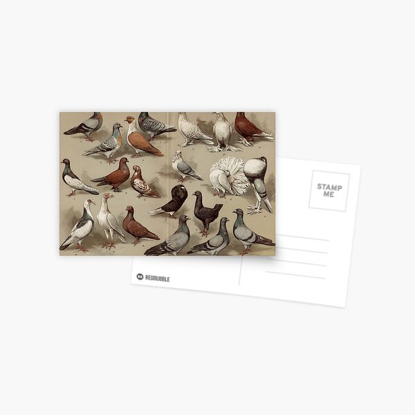 Item preview, Pigeon Breeds Chart designed and sold by BlueSpecsStudio.