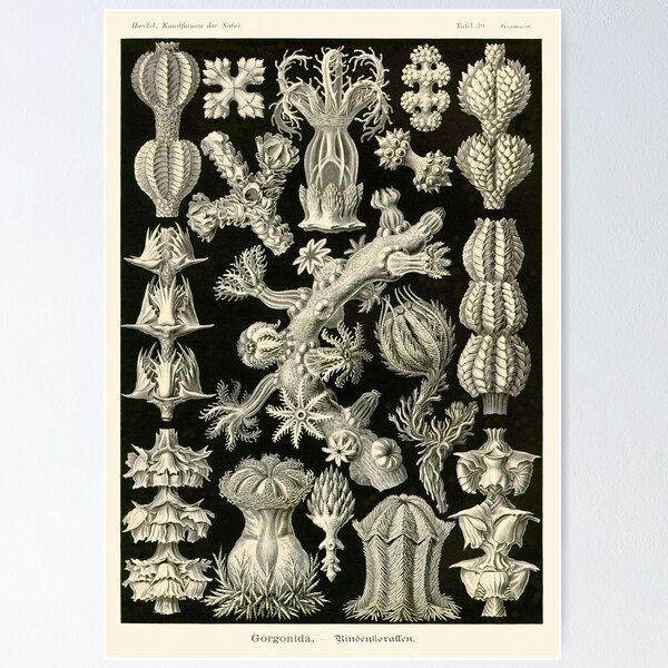 Item preview, Plate 39. A type of coral known as a 'sea fan' (Gorgonia verrucosa).  designed and sold by Squirrox.