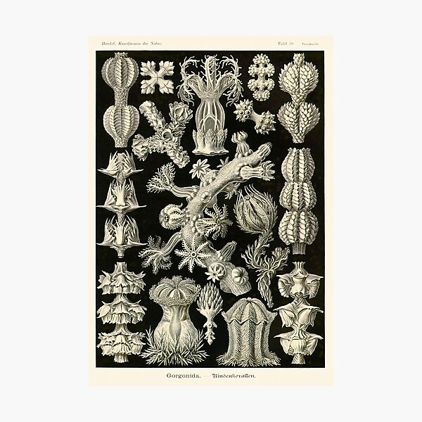 Item preview, Plate 39. A type of coral known as a 'sea fan' (Gorgonia verrucosa).  designed and sold by Squirrox.
