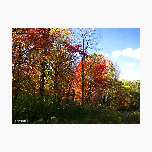 Item preview, Trees Aglow designed and sold by Marcia Rubin.