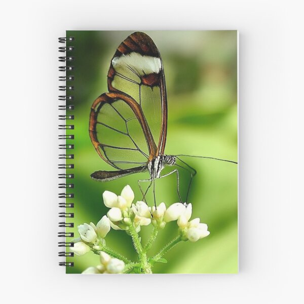 Item preview, Glasswing Butterfly Visit designed and sold by Macky.