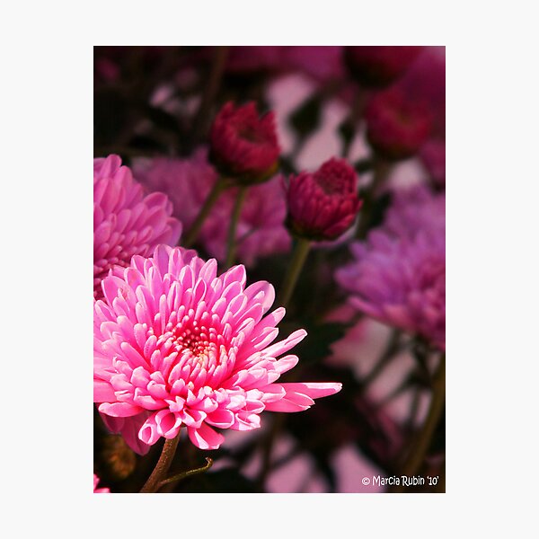 Artikelvorschau, Vibrant Pink Mum entworfen und verkauft von Marcia Rubin.