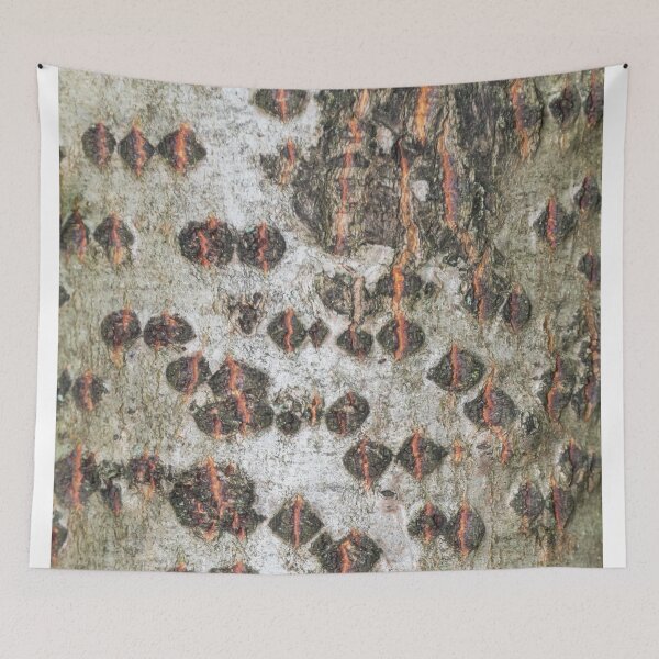 Item preview, Unusual Northern European Birch Bark  designed and sold by Jon Shore.