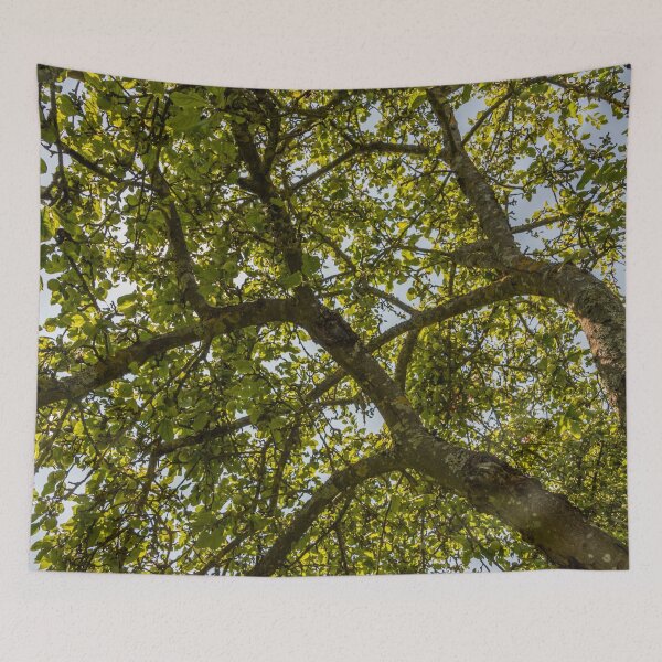 Item preview, Looking Up through an Apple Tree in Summer designed and sold by Jon Shore.