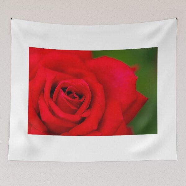 Item preview, Red Rose designed and sold by DiFigianoPhoto.