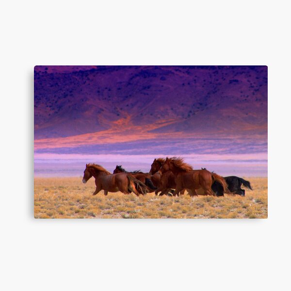 Run Wild Run Free Canvas Print