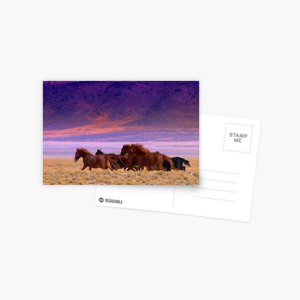 Run Wild Run Free  Postcard