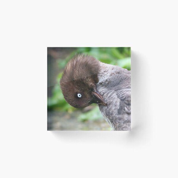 Item preview, Preening goldeneye designed and sold by GreyFeatherPhot.