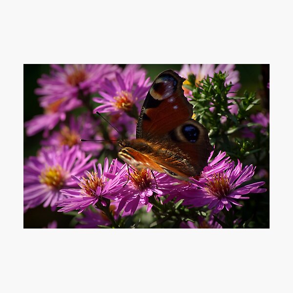 Transformed to be beautiful Photographic Print