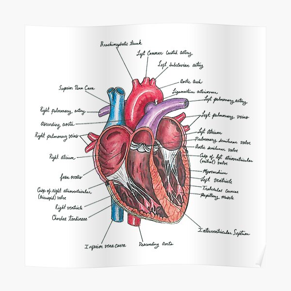 Healthy Heart Poster