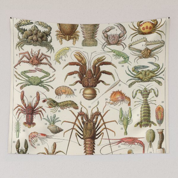 Item preview, Crustacea designed and sold by Salocin.