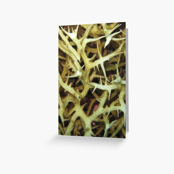 Seriatopora World Greeting Card