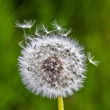 Vorschaubild zum Design Geschenkidee Blume Foto Pusteblume von Katja LebenFreude