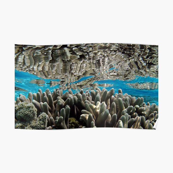 Aqua Realm II Poster
