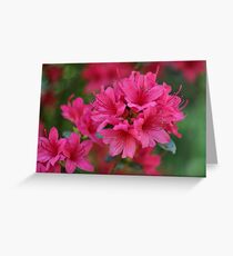 Pink Azaleas Greeting Card