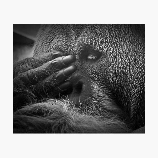 See No Evil Photographic Print
