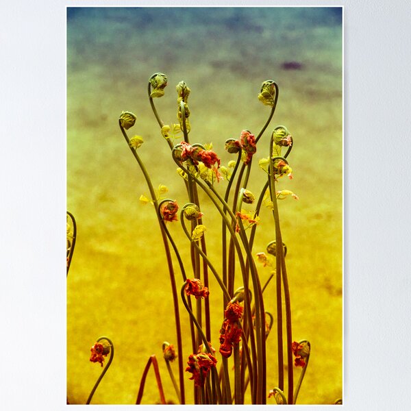 Item preview, Fiddleheads - Bowman's Hill designed and sold by boarlord.