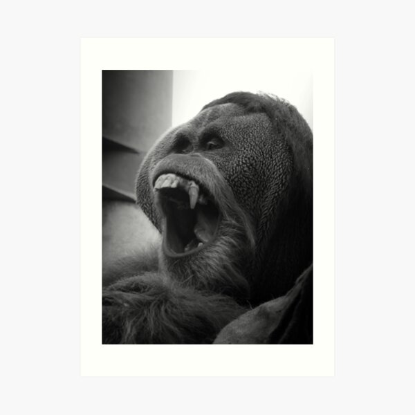 Orangutan Art Print