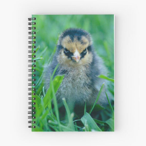 Item preview, Cranky Golden Lace Wyandotte Chick designed and sold by The Accidental Farmers.