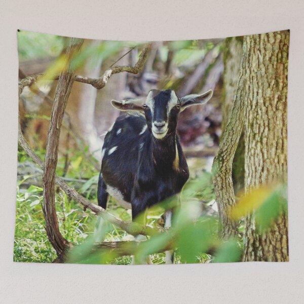 Item preview, Smiling Goat designed and sold by Frankie Cat Photography.
