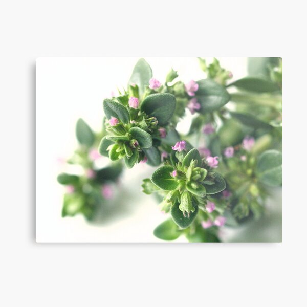 Thyme Metal Print