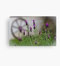 Lavender Canvas Print