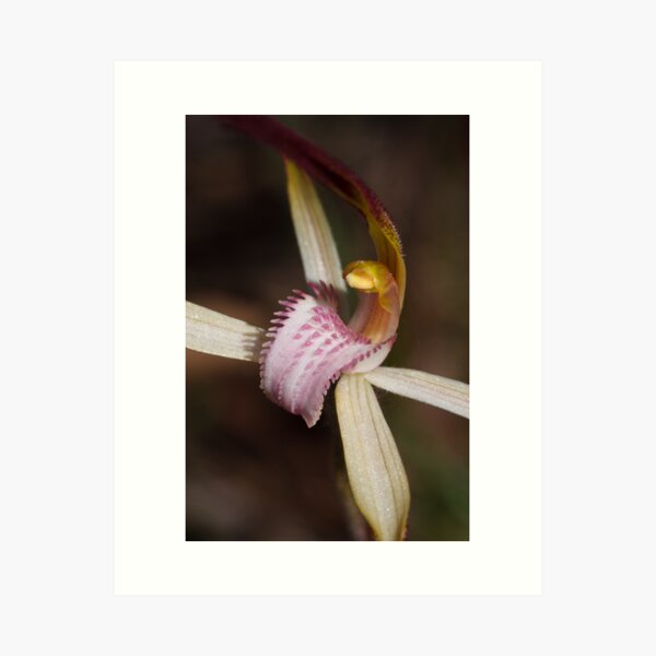 Candy Spider Orchid - Arachnorchis versicolor Art Print