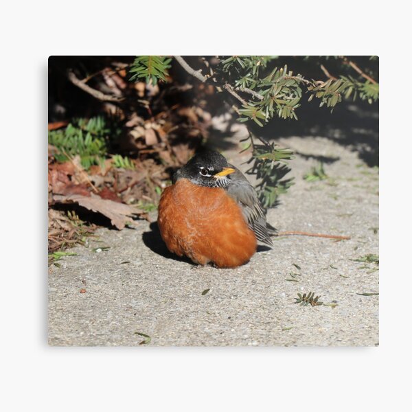 slightly angery birb Metal Print