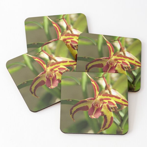 Item preview, dendrobium hybrid designed and sold by Floralynne.