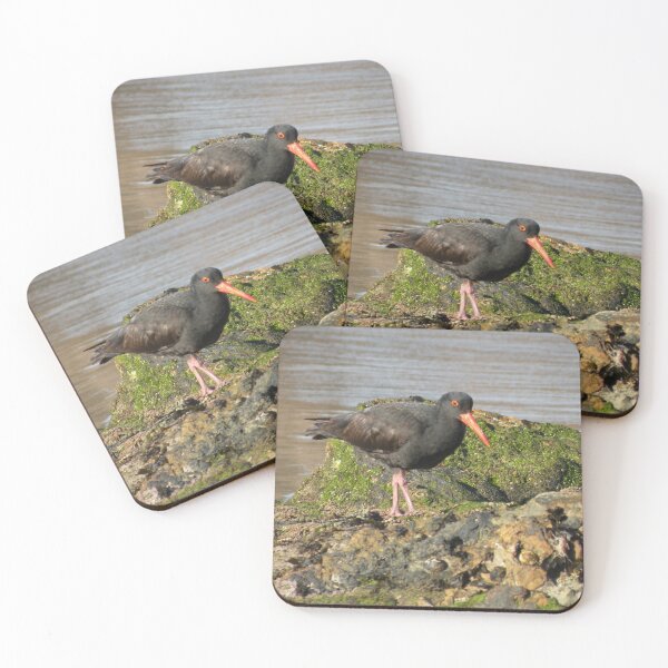 Item preview, Sooty Oystercatcher - in search of food. designed and sold by Trish Meyer.