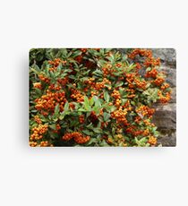 Firethorn Bush Canvas Print
