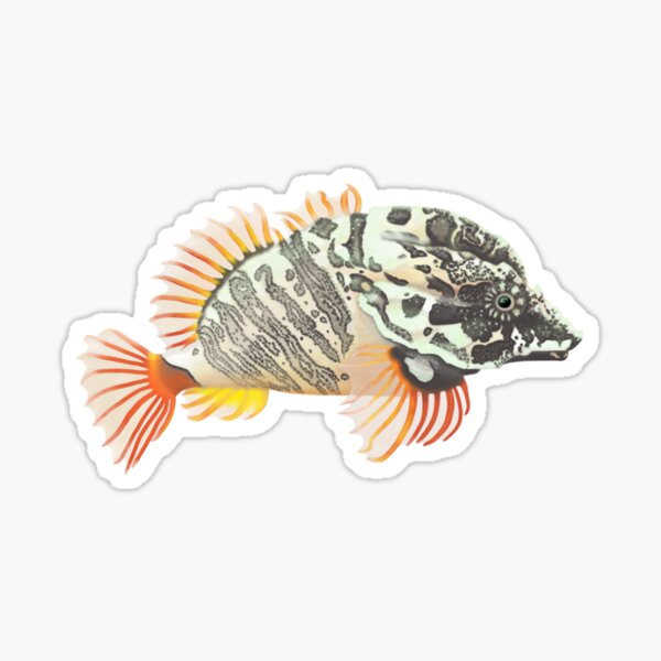 Grunt Sculpin (Rhamphocottus richardsonii) Sticker