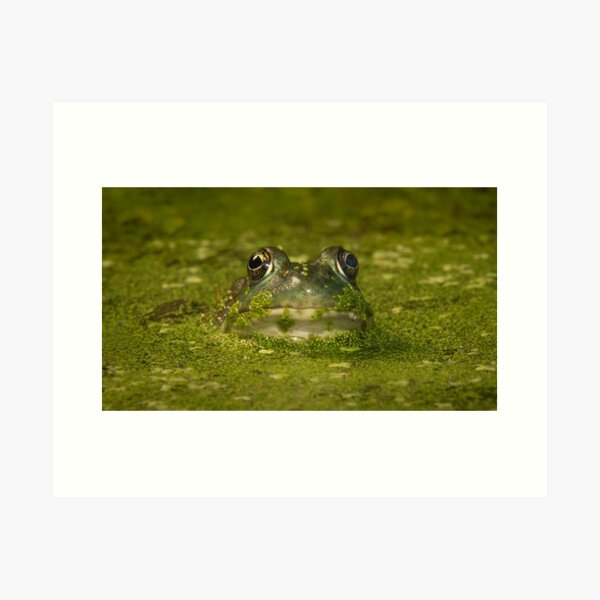 Bullfrog Art Prints for Sale