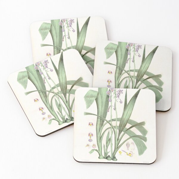 Item preview, Spathoglottis Pauline - From nature by RD Fitzgerald FLS - Facsimile Active designed and sold by simpson92.