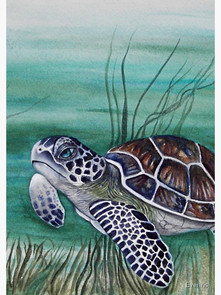 Hawksbill Sea Turtle by EverIris