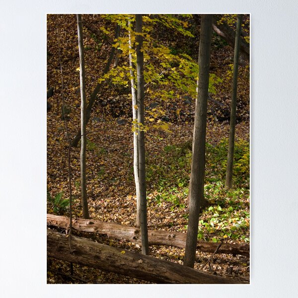 Item preview, Kuebler Langford park designed and sold by jeff lamb.