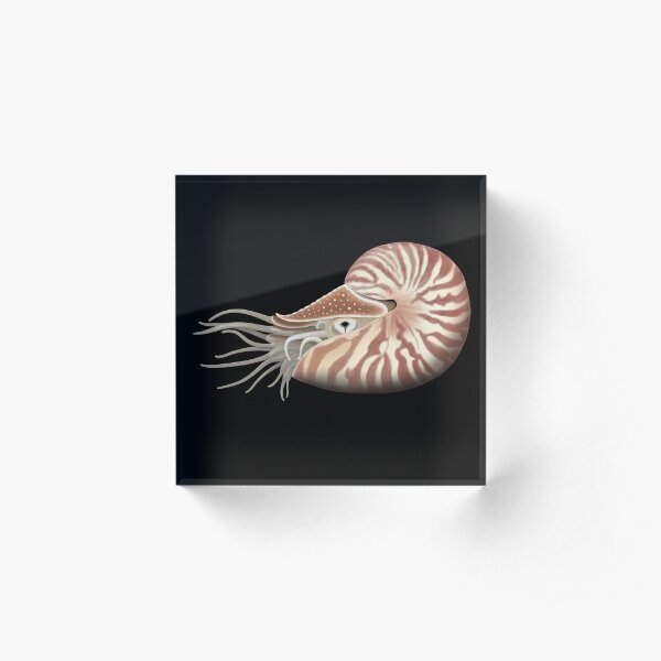 Chambered Nautilus Acrylic Block